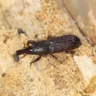 Business 5 image BORER CONTROL MELBOURNE Pest Management in Melbourne VIC