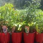 Business 1 image BRIGGS NURSERY Wholesale Plant Nursery in McLaren Flat SA