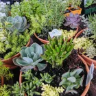 Business 2 image BRIGGS NURSERY Wholesale Plant Nursery in McLaren Flat SA