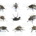 Business 4 image BRISBANE FLIES CONTROL SERVICE Pest Control in Brisbane QLD