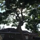Business 1 image CANOPY TREE SERVICES SYDNEY Tree Service in Summer Hill NSW