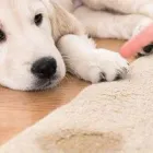 Business 4 image CARPET CLEANING HAWKER Carpet Cleaning & Protection in Hawker SA