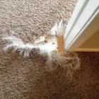 Business 2 image CARPET REPAIR BRISBANE Home Cleaning in Brisbane QLD
