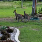 Business 1 image CASA NOSTRA MOTEL Self Contained Accommodation in Rockhampton QLD