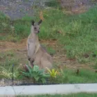 Business 5 image CASA NOSTRA MOTEL Self Contained Accommodation in Rockhampton QLD