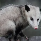 Business 1 image CBD POSSUM REMOVAL PERTH Pest Control in Perth WA