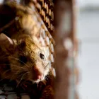Business 1 image CBD RODENT CONTROL MELBOURNE Pest Control in Melbourne VIC