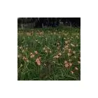 Business 4 image CHALLENGE PEST CONTROL & HYGIENE SERVICES Weed Control Services in Embleton WA