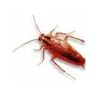 Business 1 image CHALLENGE PEST CONTROL & HYGIENE SERVICES Noranda Wa in Embleton WA