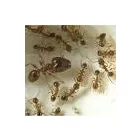 Business 5 image CHALLENGE PEST CONTROL & HYGIENE SERVICES Noranda Wa in Embleton WA