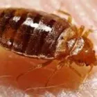 Business 5 image CHALLENGE PEST CONTROL & HYGIENE SERVICES Weed Control Services in Embleton WA