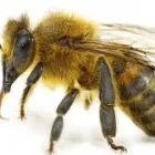 Business 2 image CHALLENGE PEST CONTROL & HYGIENE SERVICES Weed Control Services in Embleton WA