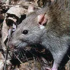 Business 7 image CHALLENGE PEST CONTROL & HYGIENE SERVICES Weed Control Services in Embleton WA