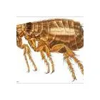 Business 7 image CHALLENGE PEST CONTROL & HYGIENE SERVICES Noranda Wa in Embleton WA