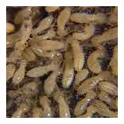 Business 8 image CHALLENGE PEST CONTROL & HYGIENE SERVICES Noranda Wa in Embleton WA