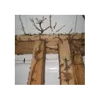 Business 3 image CHALLENGE PEST CONTROL & HYGIENE SERVICES Weed Control Services in Embleton WA