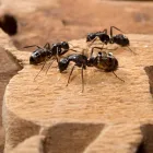 Business 3 image CHEAP PEST CONTROL ADELAIDE Pest Control in Adelaide SA