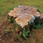 Business 2 image CHOP IT TREE SERVICES Tree & Stump Removal Services in Gordon ACT