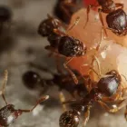 Business 1 image CITY WIDE ANT CONTROL SYDNEY Best Quality in Sydney NSW