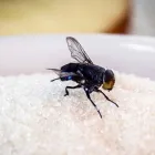 Business 1 image CITY WIDE FLIES CONTROL SYDNEY Pest Management in Sydney NSW