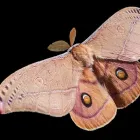Business 1 image CITY WIDE MOTH CONTROL SYDNEY Same Day Peat Control in Sydney NSW