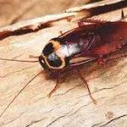 Business 1 image COCKROACH EXTERMINATION PERTH Pest Control in Perth WA