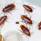 Business 2 image COCKROACH EXTERMINATION PERTH Pest Control in Perth WA