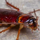 Business 3 image COCKROACH EXTERMINATION PERTH Pest Control in Perth WA