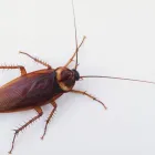 Business 3 image COCKROACH REMOVAL PERTH Pest Control in Perth WA
