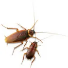 Business 1 image COCKROACH REMOVAL PERTH Pest Control in Perth WA