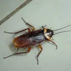 Business 2 image COCKROACH REMOVAL PERTH Pest Control in Perth WA