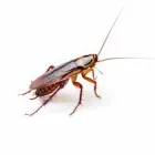 Business 3 image COCKROACH REMOVAL PERTH Pest Control in Perth WA