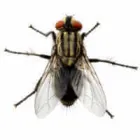 Business 1 image COMMERCIAL FLIES TREATMENTS PERTH Pest Control in Perth WA