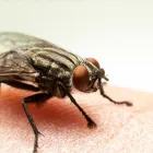 Business 2 image COMMERCIAL FLIES TREATMENTS PERTH Pest Control in Perth WA