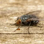 Business 4 image COMMERCIAL FLIES TREATMENTS PERTH Pest Control in Perth WA
