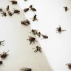 Business 5 image COMMERCIAL FLIES TREATMENTS PERTH Pest Control in Perth WA