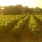 Business 2 image CONTE ESTATE WINES Winery in McLaren Vale SA