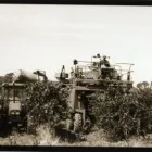 Business 4 image CONTE ESTATE WINES Winery in McLaren Vale SA