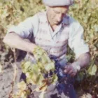 Business 5 image CONTE ESTATE WINES Winery in McLaren Vale SA