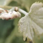 Business 11 image CONTE ESTATE WINES Winery in McLaren Vale SA