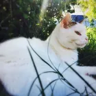 Business 1 image COTTESLOE PEST CONTROL Pest Control in Claremont WA