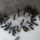 Business 1 image CRITTER BUSTERS Pest Inspection in Glenmore Park NSW