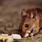Business 2 image CRITTER BUSTERS Pest Inspection in Glenmore Park NSW