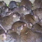 Business 4 image CRITTER BUSTERS Pest Inspection in Glenmore Park NSW