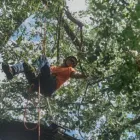 Business 1 image CROWS NEST TREE REMOVAL Tree & Stump Removal Services in Bugle Ranges SA