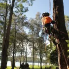Business 3 image CUTTING EDGE TREE MAINTENANCE Tree Service in Warners Bay NSW