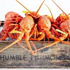 Business 32 image CYREN BAR GRILL SEAFOOD Waterfront Restaurants Sydney in Sydney NSW