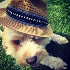 Business 5 image D'ARTANIAN DIOR HAIRDRESSING Hairdressing in Melbourne VIC