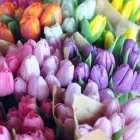 Business 2 image DAILY FLOWER DEALS Wholesale Flowers Melbourne in Melbourne VIC