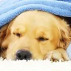 Business 1 image DELUXE CARPET STEAM CLEANING Carpet Cleaning & Protection in Melbourne VIC
